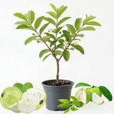 White Guava Tree Live, 8-10" Tall Tropical Fruit Tree, Sweet Guava Plant for Outdoor or Indoor Planting