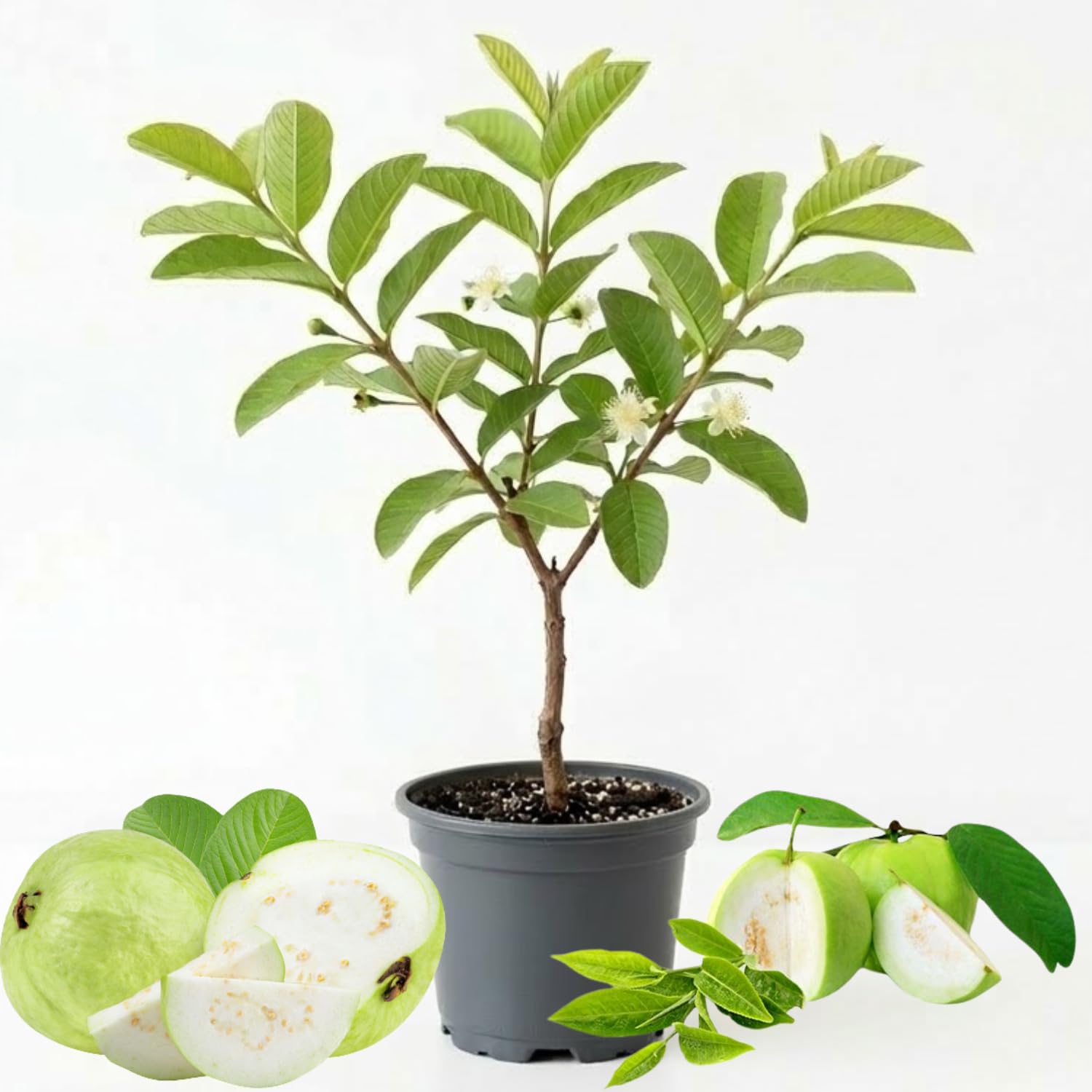 White Guava Tree Live, 8-10" Tall Tropical Fruit Tree, Sweet Guava Plant for Outdoor or Indoor Planting