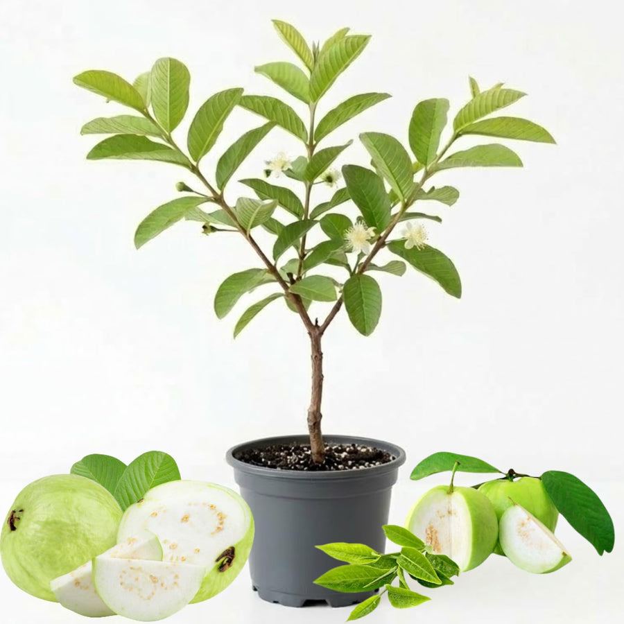 White Guava Tree Live, 8-10" Tall Tropical Fruit Tree, Sweet Guava Plant for Outdoor or Indoor Planting