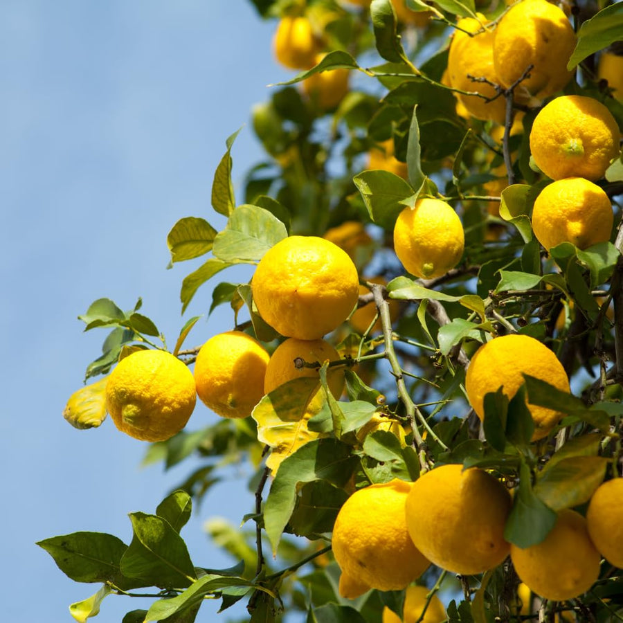 Lemon Tree Live Plant, 3-4 Feet Tall, Well Rooted Grafted Citrus Tree, Live Fruit Trees, Easy Care, Low Maintenance (Yellow Lemon Tree)