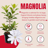 Magnolia Tree Live Plant in 2.5'' Pot, Magnolia Starter Tree, Ornamental Flowering Tree, Outdoor or Container Growing (White Magnolia)