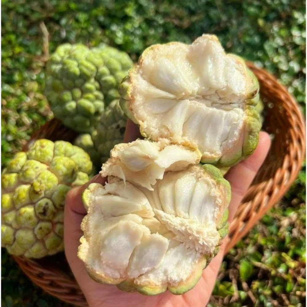 Sugar Apple Plant Live in 3'' Pot, 6-8'' Tall, Annona Squamosa Tree, Sweet Edible Fruit