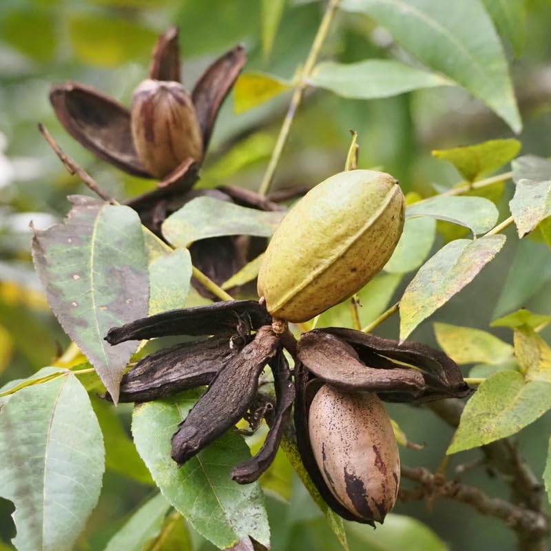 Pecan Seedling Live Plant, Pecan Nut Trees for Planting, Outdoor Tree Plants for Backyard Orchard, Landscape or Garden Growing, 8-10 Inches