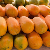 Dwarf Papaya Tree Live Plant 8-12 Inches, Sweet Papaya Plant Starter in Half Gal Pot, Ready to Grow, Outdoor Garden Planting