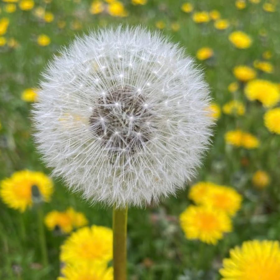 Dandelion Live Plant in 4'' Pot, Hardy Yellow Dandelion Flower Plant, Live Dandelion Plant, Edible Herb for Garden, 4-6 Inch Tall