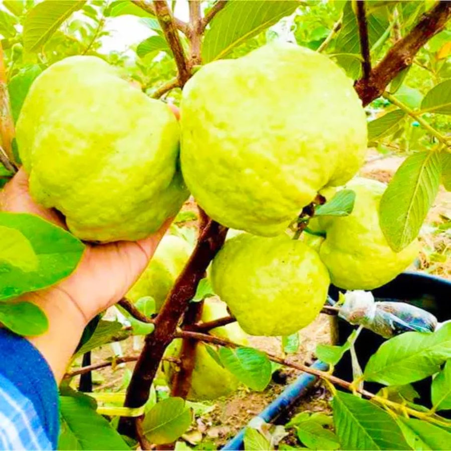 3 White Guava Trees Live Plants, 6-8" in 4" Pot, Sweet White Guava Trees for Gardening