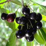 Black Cherry Tree Live Plant in Quart Pot, 6-15" in Tall Wild Cherry Plant Live for Spring Planting Outdoor