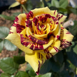 Rare Rose Bush Live Plant - Rose Plant Live to Grow - Bareroot 5-10 Inch Tall - Fragrant Rose Flowers Shrub - No Pot (Stripe Rose)