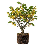 Set 2 Witch Hazel Tree, Witchhazel Plant Live, Fragrant Yellow Flower, 12-16'' Height, Hardy Perennial Shrub for Planting, Dormant in Winter