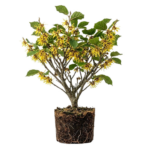 Set 2 Witch Hazel Tree, Witchhazel Plant Live, Fragrant Yellow Flower, 12-16'' Height, Hardy Perennial Shrub for Planting, Dormant in Winter