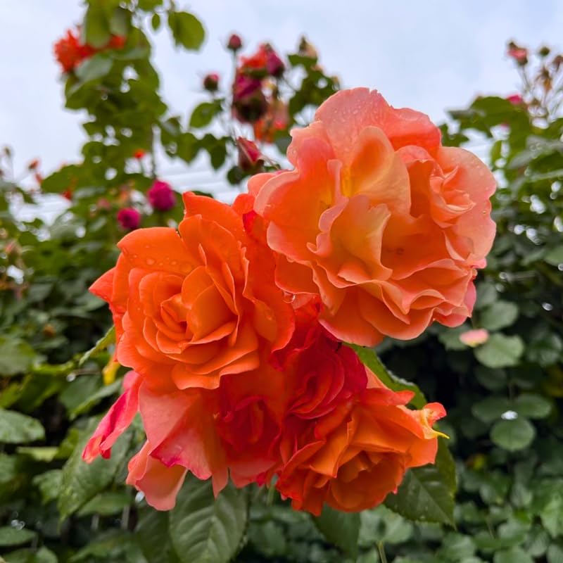 Climbing Rose Bushes Ready to Plant, Well-Rooted, Hardy Roses Tree 5 to 10 Inc Tall, Fragrant, Outdoor Planting (Orange)