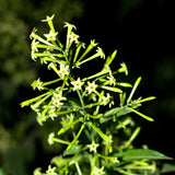 Live Jasmine Plant, White Jasmine Flower, Fragrant Climbing Vine, 4-7 Inches Tall, Ready for Planting (Night Jasmine)