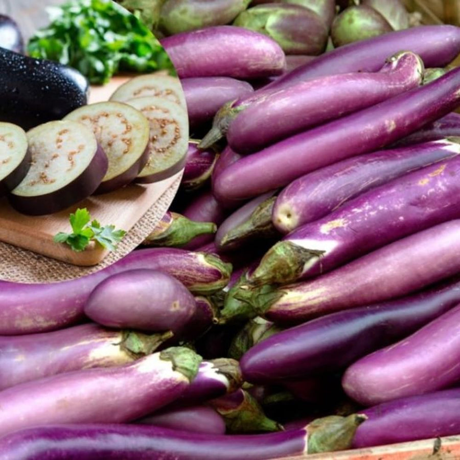 Eggplant Plant Live for Planting, 4 to 7 Inches Tall, Live Eggplant Plant for Planting, Purple Eggplants Plants, Vegetable Plant, 4 Inch Pot