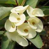 Crown of Thorns Plant, Euphorbia Milii Plant Live, Crown of Thorns Cactus Plant 4 to 7 Inches Height No Pot, Live Cactus Plant Indoor (White)