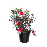 2 Live Fuchsia Plants Live, 4 to 6 Inc in Height, Red White Fuchsia Live Plants 4'' Pot for Growing
