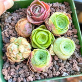 Mountain Rose Cactus Live Plant, Rare Succulent in 2" Pot, Starter Rose Shaped Succulent for Indoor Houseplant Growing