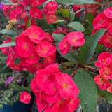 Euphorbia Crown of Thorns Plant, Hardy Perennial Succulent Plant 3-5 Inches, Vibrant Fuchsia Flowers, Gardens and Indoor Planting