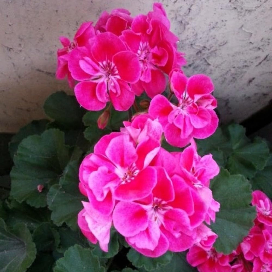 2 Geranium Plants Live, Live Geranium Plant, Pink Geranium Flower Plants Indoor Outdoor, 5 to 7 Inches Tall, Geranium Plant