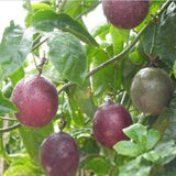 Live Purple Passionfruit Plant, Passion Fruit Vine, 2–3 Feet Tall, Ready for Planting
