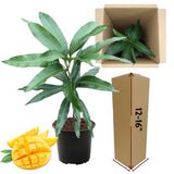 Sweet Mango Tree Live Plant in Pot, 12-16 Inches Mango Trees Seedlings Well Rooted, Fast-Growing