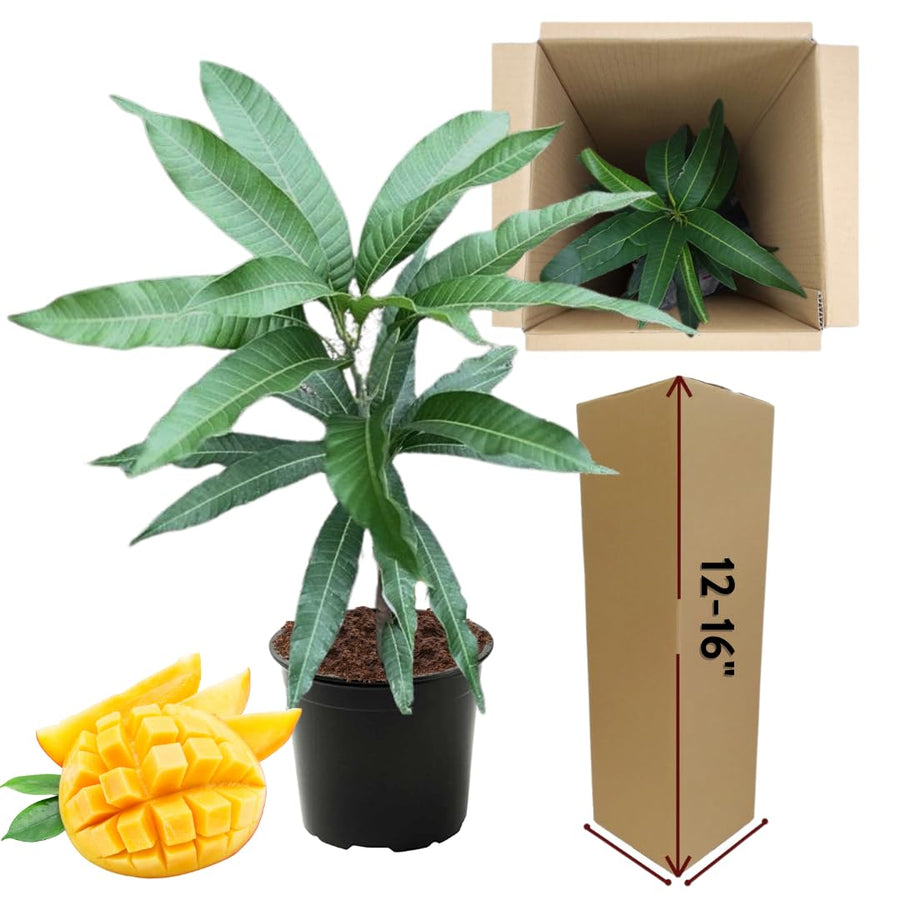 Sweet Mango Tree Live Plant in Pot, 12-16 Inches Mango Trees Seedlings Well Rooted, Fast-Growing