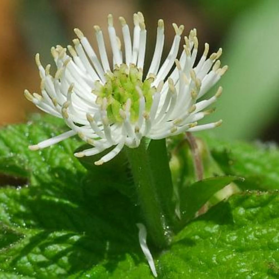 5 Goldenseal Roots for Planting, Golden Seal Live Roots Herb Perennial Plant, Hardy Shade Garden Woodland Spring for Outdoor Growing Zones 3–8