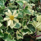 English Ivy Plant Live 4'' Pot, Fast-Growing Trailing Houseplant, Hardy English Ivy Groundcover, Indoor Outdoor Growing (Variegated Ivy)