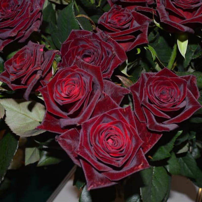Deep Red Black Climbing Roses Live Plants 7 Months Old, Rose Bushes Ready to Plant 5-9" Tall, Very Fragrant, Can Grow As Climber or Bush Tree or Trellises, Walls, Fences