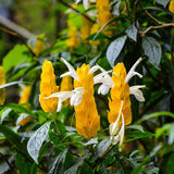 Yellow Shrimp Plant Live, 4-9" Tall, Tropical Houseplant Well-Rooted