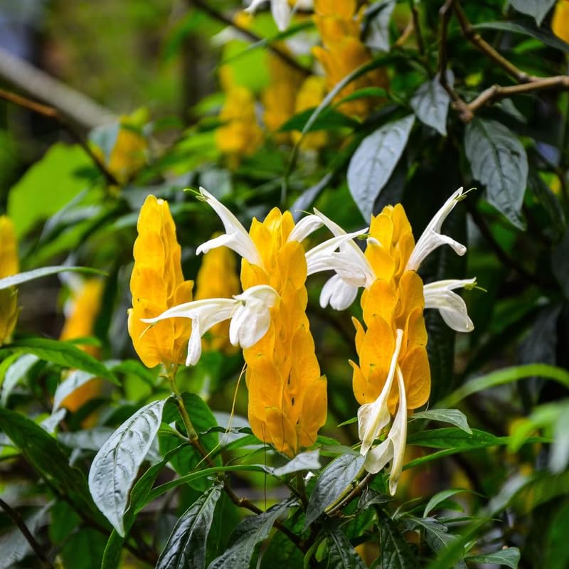 Yellow Shrimp Plant Live, 4-9" Tall, Tropical Houseplant Well-Rooted
