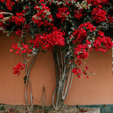 2 Red Bougainvillea Plants Live, Perennial Bougainvillea Flowers Vine, Outdoor Garden Planting 5-9 Inches