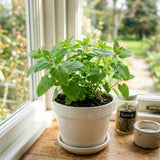 Pack of 4 Catnip Plants Live, Catnip Live Plants, 4-6 Inc Tall, Fragrant Herb Plant for Indoor Outdoor Containers and Herb Gardens
