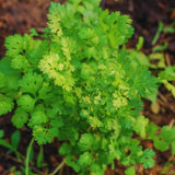 Green Cilantro Plant Live, Cilantro Live Plant Pot, 3.5 Inc Pot, Herb Vegetable Plant Gardening Outdoor Indoor