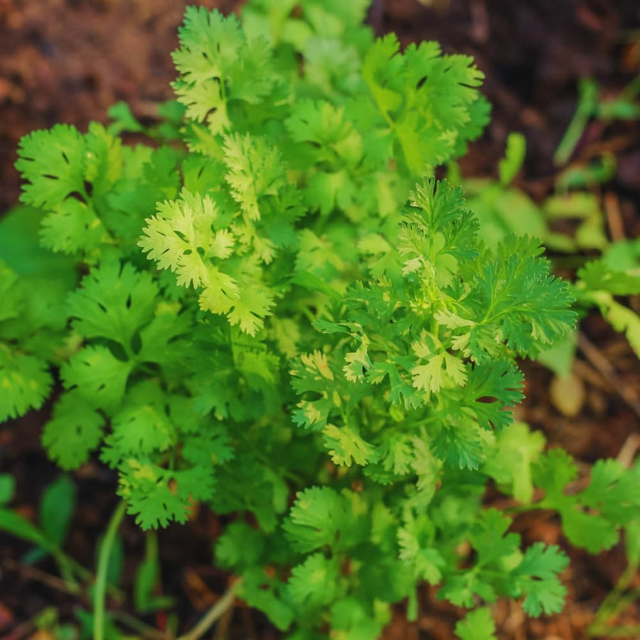 Green Cilantro Plant Live, Cilantro Live Plant Pot, 3.5 Inc Pot, Herb Vegetable Plant Gardening Outdoor Indoor