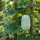 Winter Melon Live Plant, Winter Melon Vine, 4-6" Tall in 4 Inch Pot, Fast Growing, Large Green Fruit