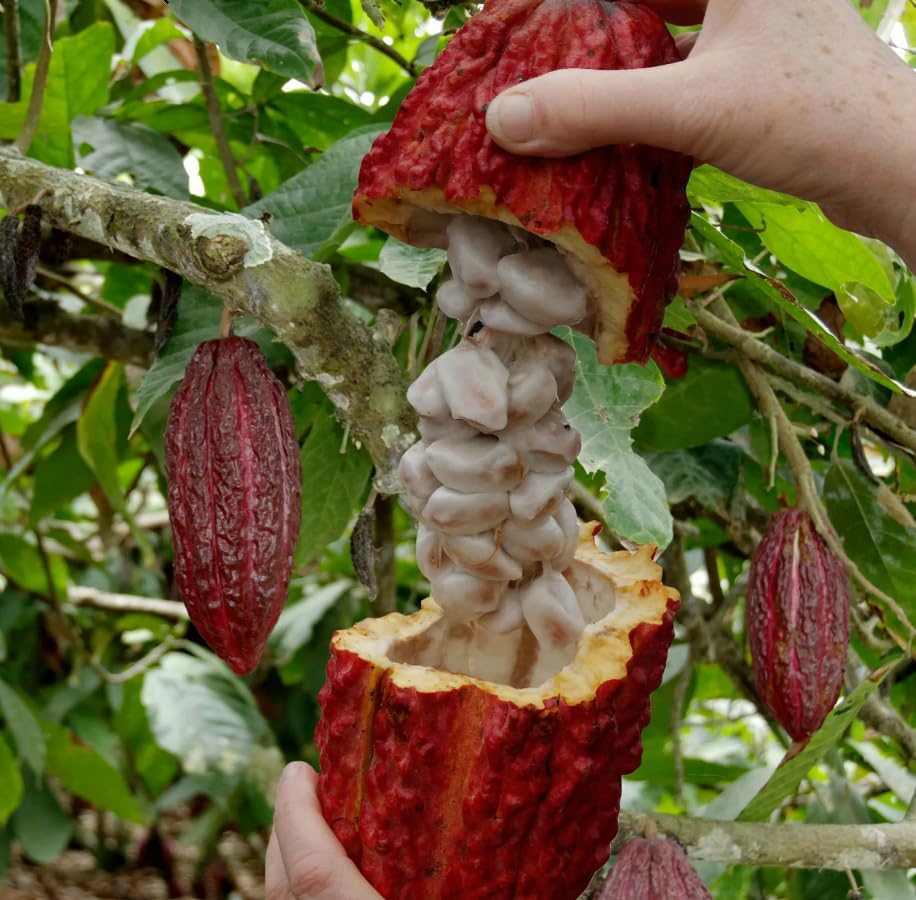 8" Cacao Tree Plant Live, High Yield Theobroma Cocoa Chocolate Trees Live Plants for Growing in Half Gallon Pot, No CA