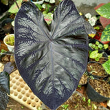 Alocasia Plant Live, Rare Elephant Ear Plant Indoor in 4 Inch Pot, Tropical Foliage, Compact Houseplant for Office, Room and Home Décor - Black