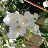 Live Azalea Plant, Rhododendron Flowering Shrub, Hardy Ornamental Plant, 10 Inches Tall, for Indoor or Outdoor Planting (White Azalea)