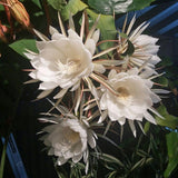 2 Queen of the Night Live Plant in 4 Inch Pot, Rare Night Blooming Orchid Cactus, Epiphyllum Oxypetalum Live Plant, 3-6 Inches Tall