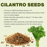 Set of 500 Cilantro Seeds for Planting, Cilantro Herb Vegetable, Herb Seeds, Ready for Planting