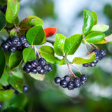 Set 2 Chokeberry Plant Live, Black Chokeberry Live Plant for Home Garden, 2-3 Years Old Bare Roots, Black Berries Shrub, 14 to 16 Inches Tall