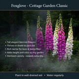 Pink Foxglove Live Plant 3-5 Inches Tall, Pink Foxglove Plant 3 Inch Pot, Flowering Perennial for Outdoor Garden