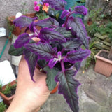 Gynura Aurantiaca Purple Velvet Plant in 4 Inc Pot, Rare Purple Passion Plants, Vibrant Plant, 3-4 Inch Tall