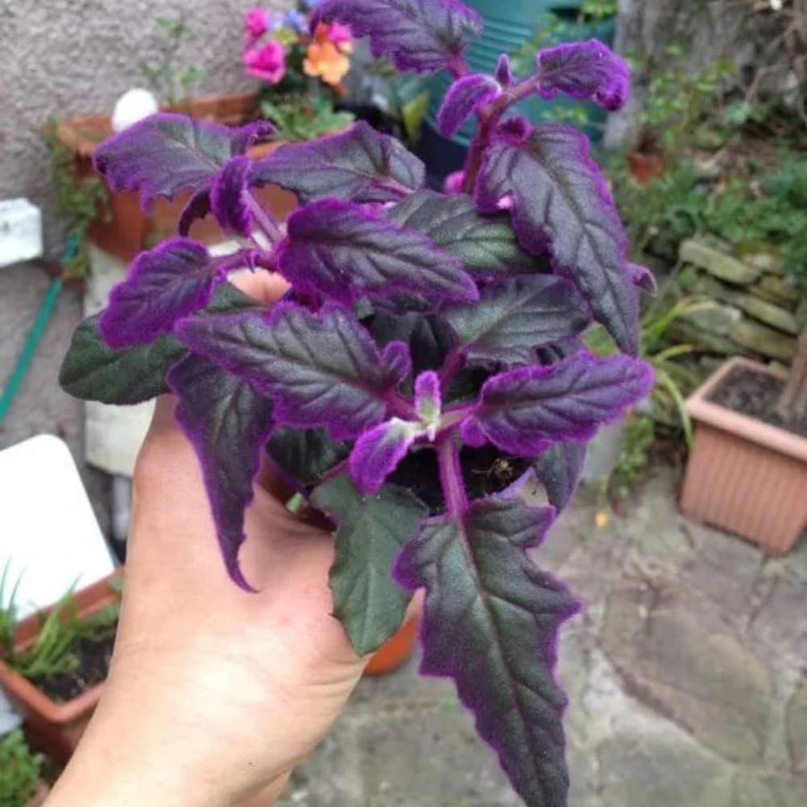 Gynura Aurantiaca Purple Velvet Plant in 4 Inc Pot, Rare Purple Passion Plants, Vibrant Plant, 3-4 Inch Tall