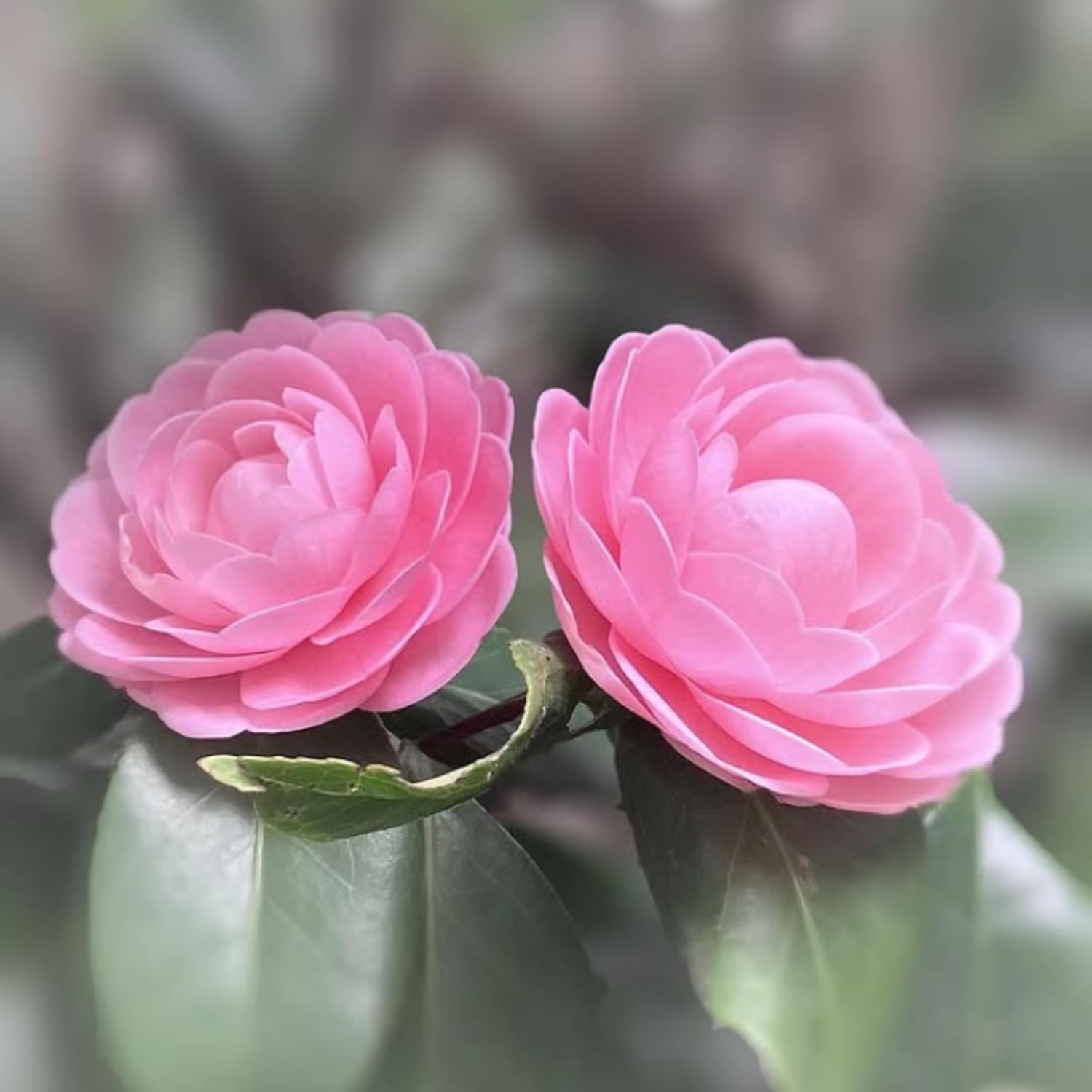Camellia Plant Live, Camellia Flower Shrub, Well-Rooted in Pot, Cold Hardy Plant for Indoor Outdoor, 8-12'' Tall (Pink)