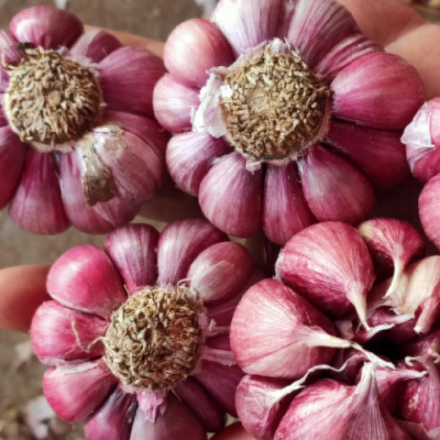 1 LB Jumbo Size Red Chesnok Garlic for Planting in Spring, Softneck Hardneck Garlic Bulbs for Planting, Fresh and High Yield, Cold Hardy, Fast-Growing, 5-6 Bulbs Garlic