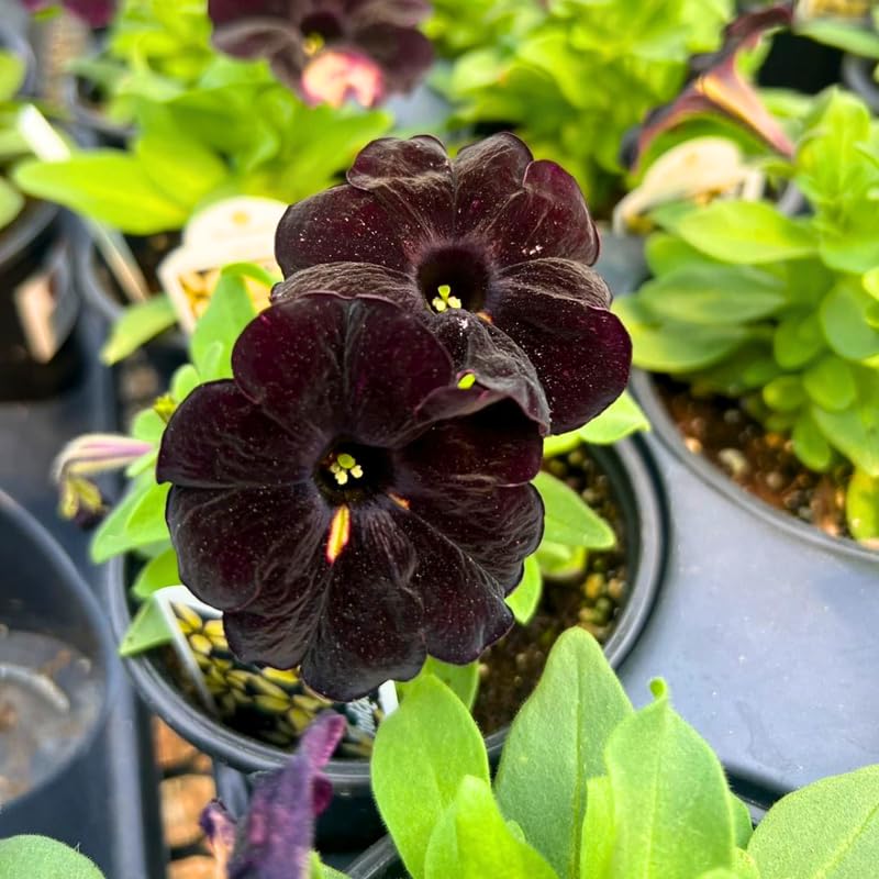 Black Petunia Plants Live, Annual Petunia Flowering Plants 3-5 Inch, Indoor Outdoor Growing
