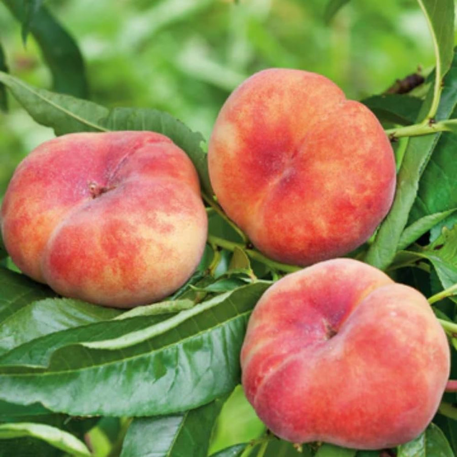 Donut Peach Trees Live Plants, Peach Tree Fruit for Growing, Zones 5-9, 1 to 3 Feet Tall, No CA