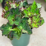Set 3 Begonias Live Plants,Green Begonia, No Pot, Starter 4 to 8 Inc Tall, Indoor Outdoor Houseplant