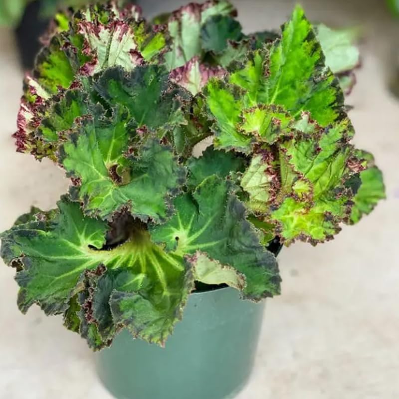 Set 3 Begonias Live Plants,Green Begonia, No Pot, Starter 4 to 8 Inc Tall, Indoor Outdoor Houseplant